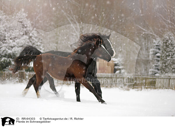 Pferde im Schneegstber / horses in snow flurries / RR-64303