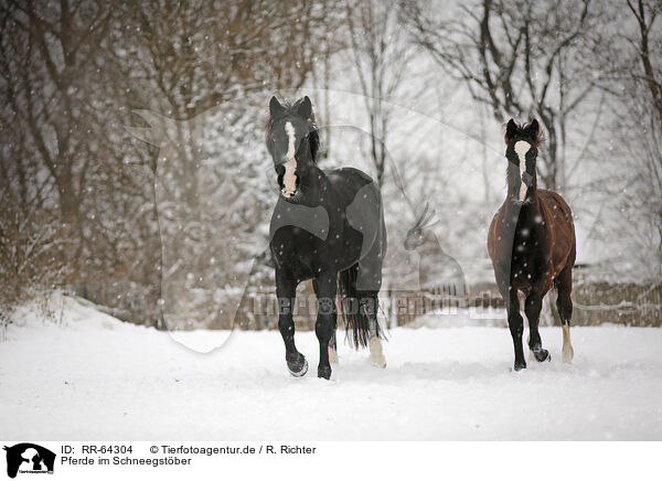 Pferde im Schneegstber / horses in snow flurries / RR-64304