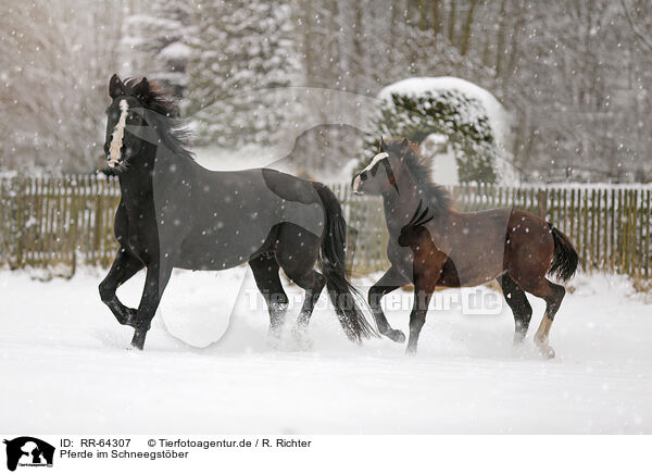 Pferde im Schneegstber / horses in snow flurries / RR-64307