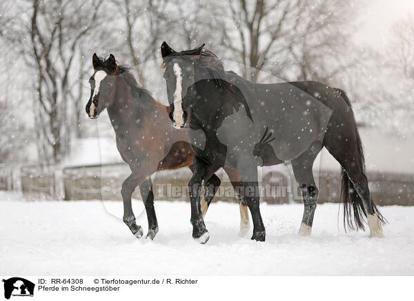 Pferde im Schneegstber / horses in snow flurries / RR-64308
