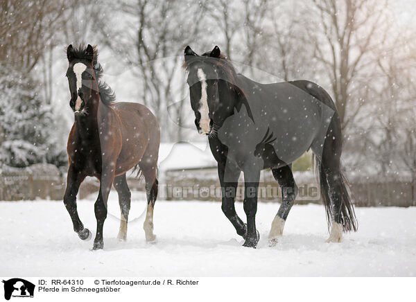 Pferde im Schneegstber / RR-64310