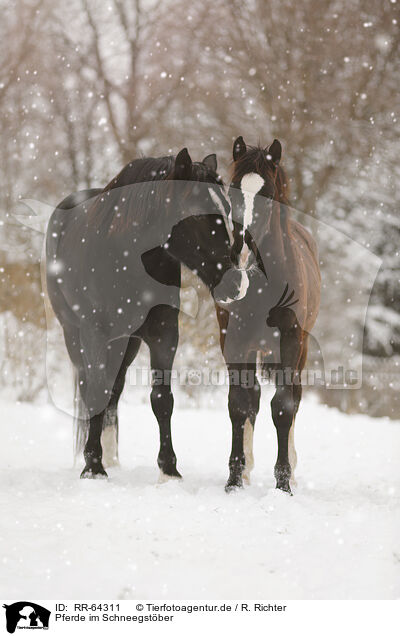 Pferde im Schneegstber / RR-64311