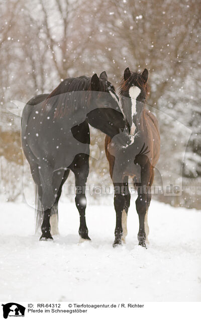 Pferde im Schneegstber / horses in snow flurries / RR-64312