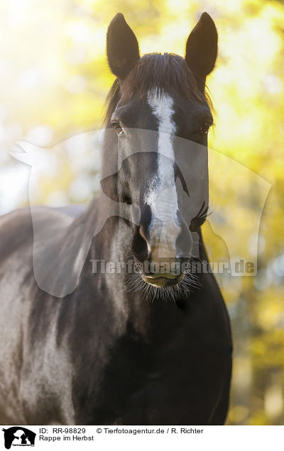 Rappe im Herbst / Black horse in autumn / RR-98829