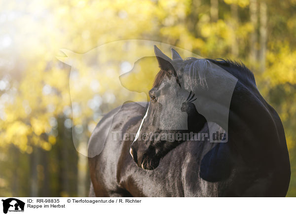 Rappe im Herbst / Black horse in autumn / RR-98835