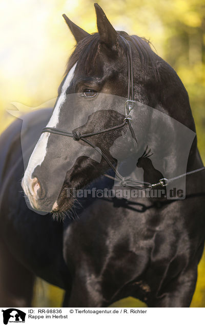 Rappe im Herbst / Black horse in autumn / RR-98836