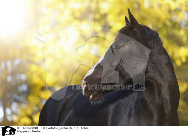 Rappe im Herbst / Black horse in autumn / RR-98839