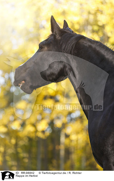 Rappe im Herbst / Black horse in autumn / RR-98842