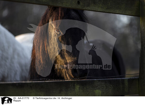Rappe / schwarzes Pferd / AA-01770
