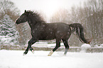 Rappe im Schnee