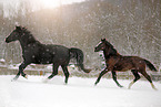 Pferde im Schneegstber