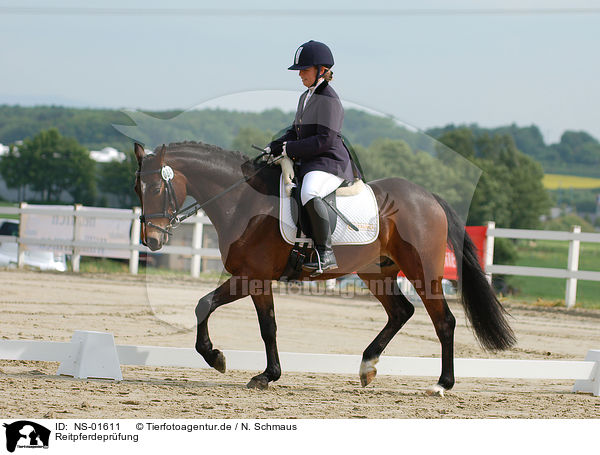 Reitpferdeprfung / tournament / NS-01611