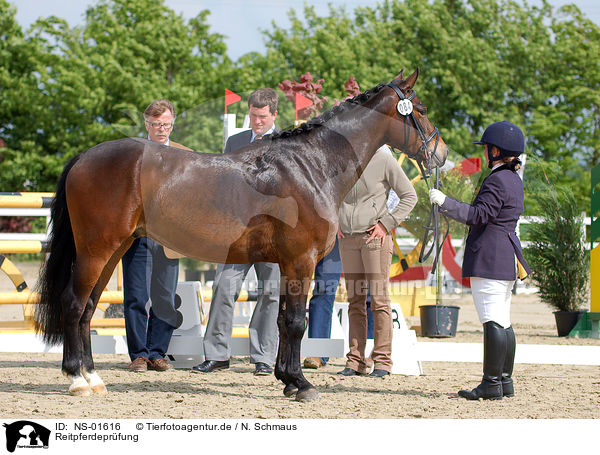 Reitpferdeprfung / tournament / NS-01616