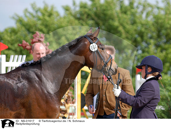 Reitpferdeprfung / tournament / NS-01617