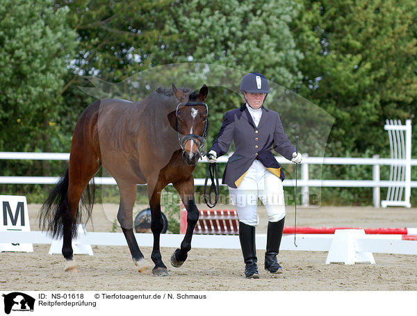 Reitpferdeprfung / tournament / NS-01618