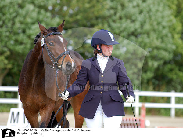 Reitpferdepr�fung / tournament / NS-01620