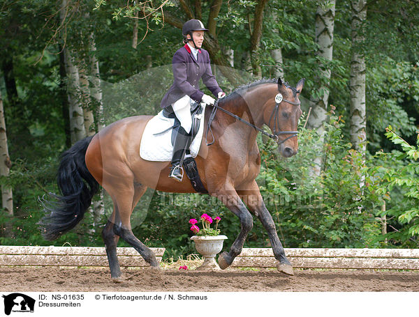 Dressurreiten / dressage / NS-01635