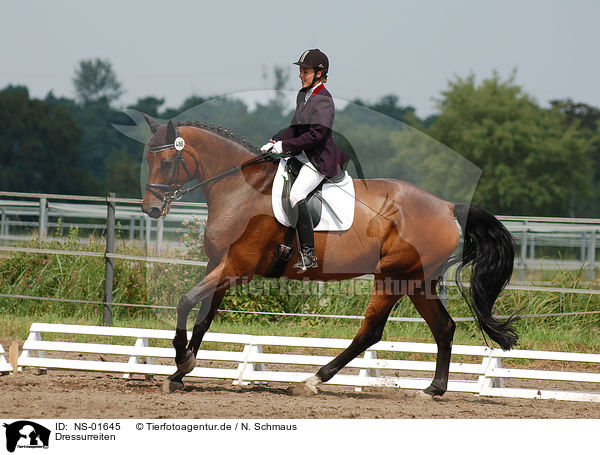 Dressurreiten / dressage / NS-01645