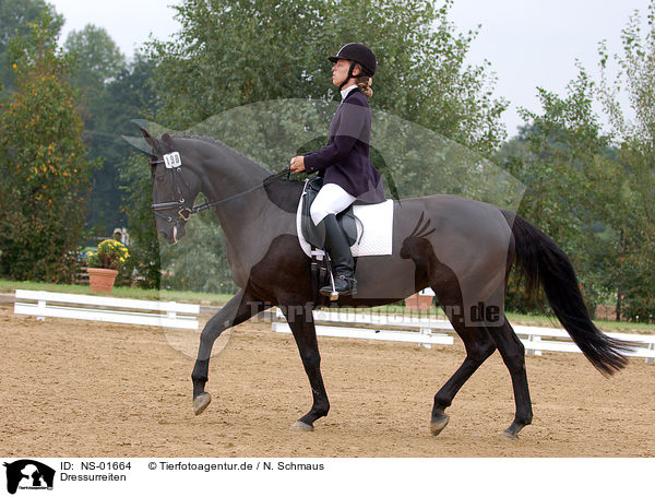 Dressurreiten / dressage / NS-01664