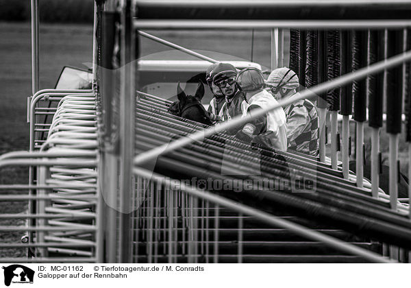 Galopper auf der Rennbahn / Gallopers on the racetrack / MC-01162