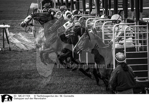 Galopper auf der Rennbahn / Gallopers on the racetrack / MC-01164