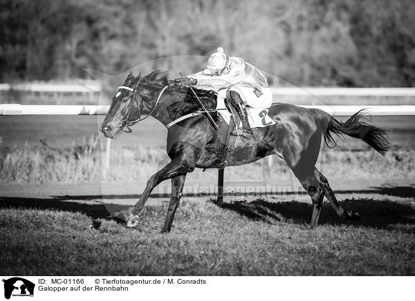 Galopper auf der Rennbahn / Gallopers on the racetrack / MC-01166