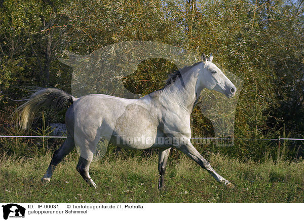galoppierender Schimmel / running white horse / IP-00031