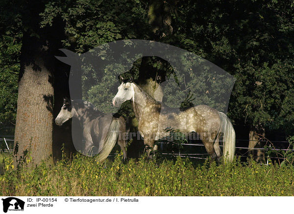 zwei Pferde / two horses / IP-00154