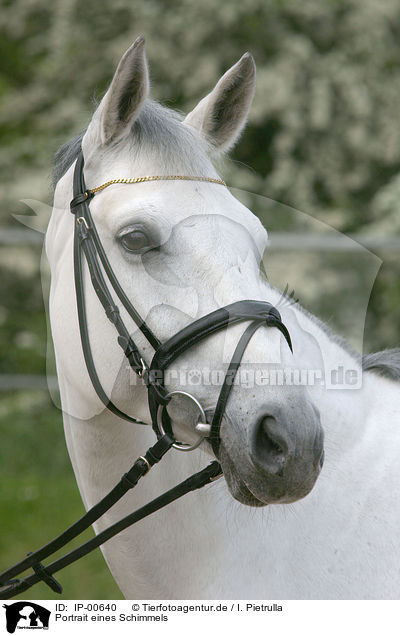 Portrait eines Schimmels / white horse / IP-00640