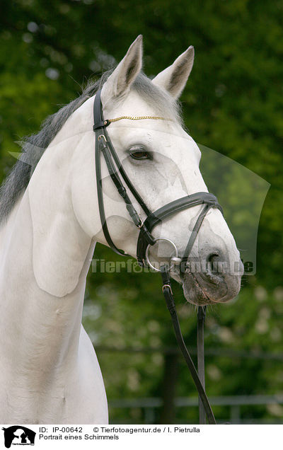 Portrait eines Schimmels / white horse / IP-00642