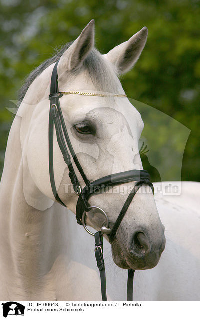 Portrait eines Schimmels / white horse / IP-00643