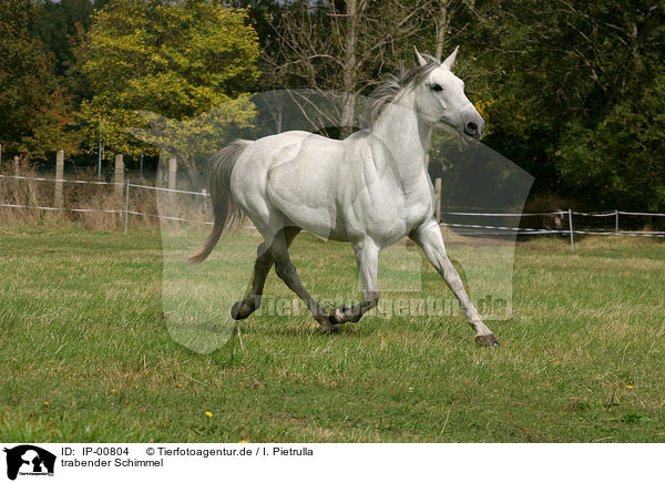 trabender Schimmel / white horse / IP-00804