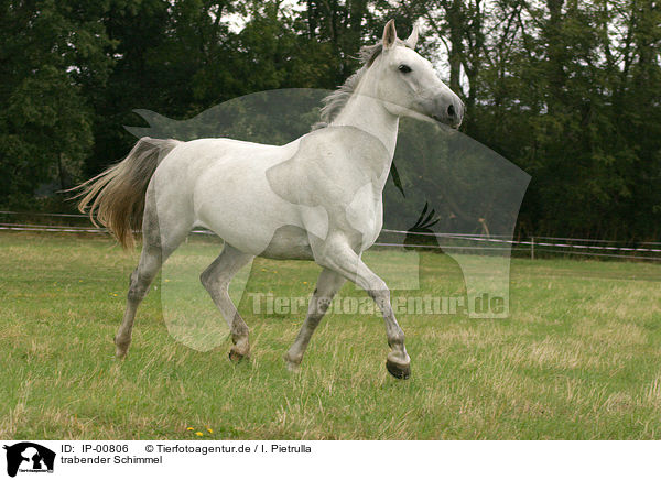 trabender Schimmel / white horse / IP-00806