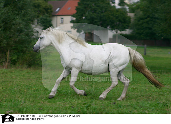 galoppierendes Pony / running Pony / PM-01548