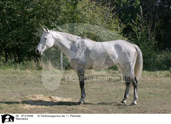 Warmblut / Warmblood / IP-01696