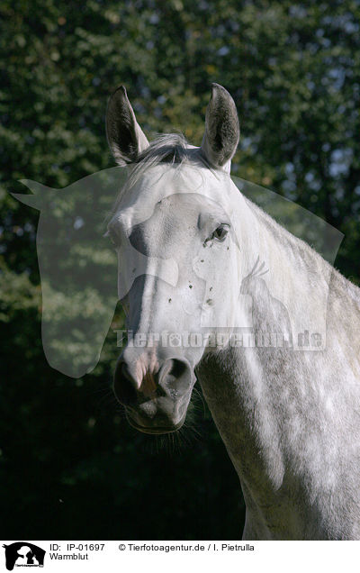 Warmblut / Warmblood / IP-01697