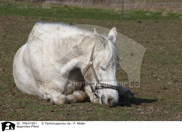 liegendes Pferd / PM-01991