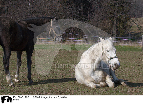 Pferd / PM-01993