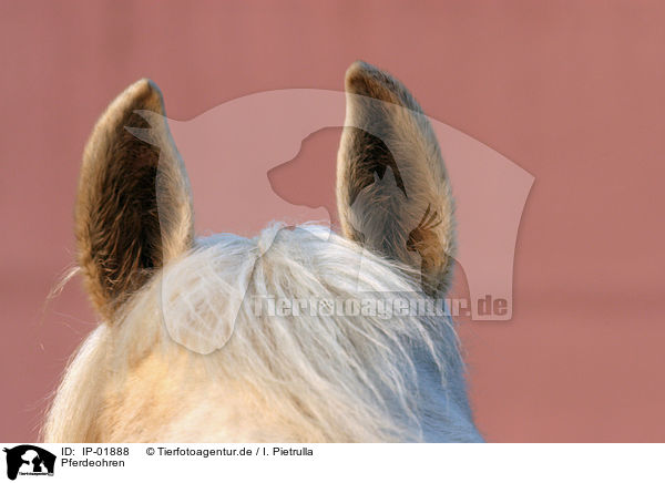 Pferdeohren / horse ears / IP-01888