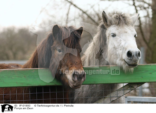 Ponys am Zaun / Ponys / IP-01893