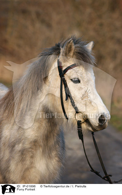 Pony Portrait / IP-01896