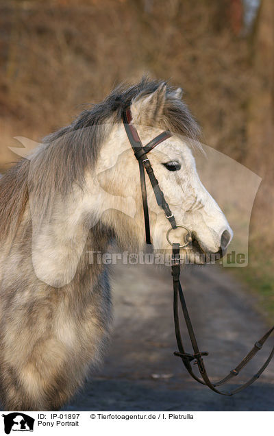 Pony Portrait / Pony Portrait / IP-01897