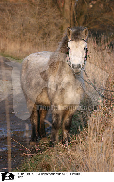Pony / Pony / IP-01905