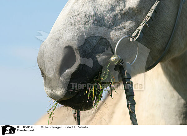 Pferdemaul / horse mouth / IP-01938