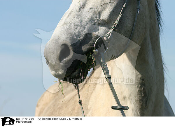 Pferdemaul / horse mouth / IP-01939