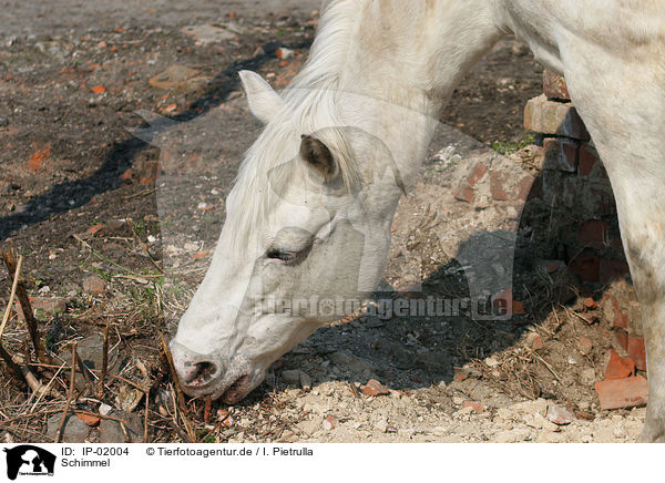 Schimmel / white horse / IP-02004