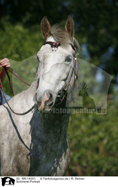 Schimmel Portrait / white horse / RR-14051