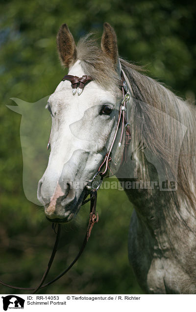 Schimmel Portrait / white horse / RR-14053