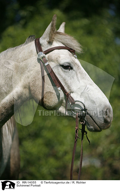 Schimmel Portrait / white horse / RR-14055