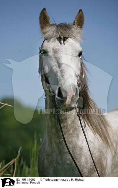 Schimmel Portrait / white horse / RR-14063